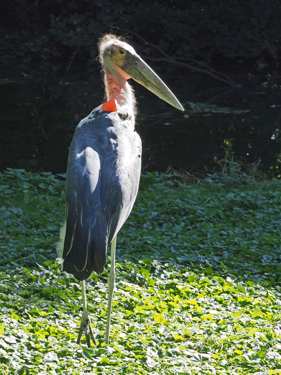 1740514603Bild 152 afrikanischer Marabu.JPG